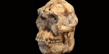 Вчені відтворили обличчя родича людини, який жив 3,7 мільйона років тому