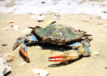 Вчені виявили дивну загрозу для молодих синіх крабів