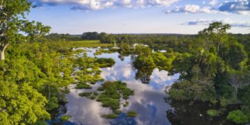 Вчені з’ясували, як прорідження лісів збільшує сніговий покрив у горах та запаси води