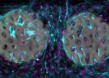 Вчені розробили гідрогель для регенерації кісткової тканини