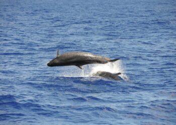 Вчені знайшли справжню причину масових викидів дельфінів на берег в Аргентині