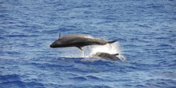 Вчені знайшли справжню причину масових викидів дельфінів на берег в Аргентині
