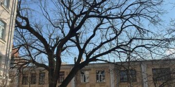 Свідок трьох століть: у Києві старовинний дуб став пам’яткою природи