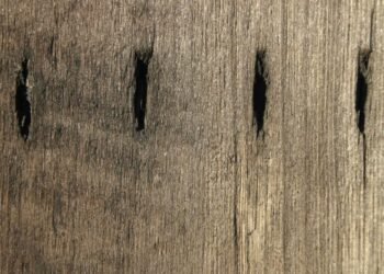 Вчені, можливо, виявили найдавнішу форму писемності в історії