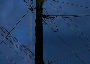 На Київщині пухнастий екстремал опинився під загрозою: небезпечне утримання на дерев’яному стовпі