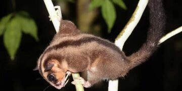 Вчені виявили два види сумчастих, які вважалися вимерлими 6000 років тому