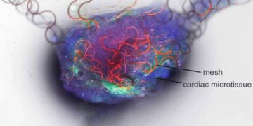 Вчені створили перший штучний нейрон, здатний взаємодіяти з людським мозком