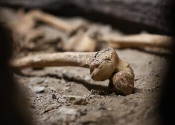 Темна сторінка історії неандертальців: вчені знайшли докази канібалізму в Європі