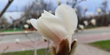 У Києві розквітли перші сакури та магнолії