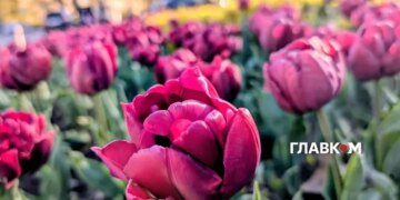 В Україні вітряно та місцями дощитиме: прогноз погоди на 24 квітня 2026