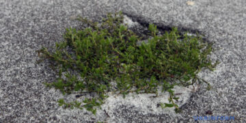 Сьогодні в Україні подекуди дощ та мокрий сніг