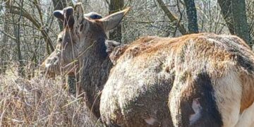 Жінку, яка збила оленя Бориса, позбавили права кермування на один рік