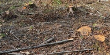 Нацпарк на Прикарпатті зобов’язали сплатити майже мільйон гривень через незаконні рубки