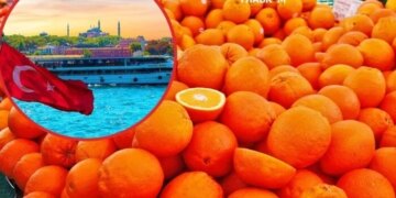 Звідки в Україну їдуть цитрусові: митниця назвала головних постачальників