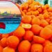 Звідки в Україну їдуть цитрусові: митниця назвала головних постачальників