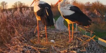 У гнізді Одарки і Грицика з’явилося перше яйце (фото)