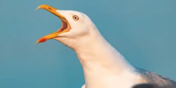 Нідерландське місто оголосило війну чайкам: причина