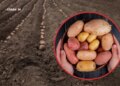 Дають найкращий врожай. Профільний інститут назвав наймодніші українські сорти картоплі