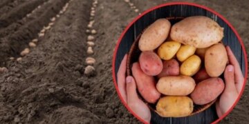 Дають найкращий врожай. Профільний інститут назвав наймодніші українські сорти картоплі