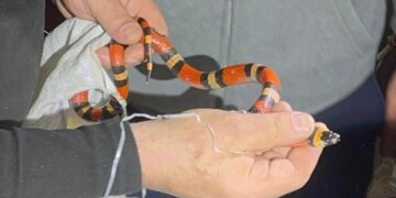 У Харкові в пральній машині знайшлася «королівська» змія (фото)