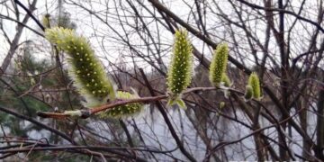 Вербна неділя 2026: коли святкуємо, історія, традиції, обряди та заборони