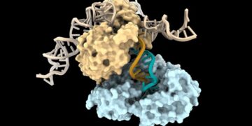 Вчені відкрили новий спосіб побудови ДНК