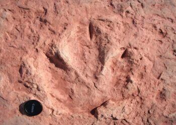 Вчені виявили сліди динозаврів віком 132 мільйони років на узбережжі Південної Африки