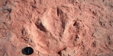 Вчені виявили сліди динозаврів віком 132 мільйони років на узбережжі Південної Африки