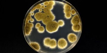 Вчені кажуть, що цей гриб може пережити подорож на Марс