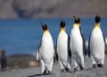 Королівські пінгвіни адаптуються до потепління в Антарктиці