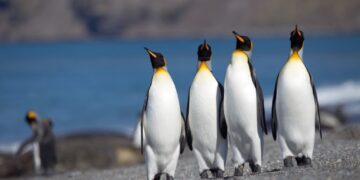 Королівські пінгвіни адаптуються до потепління в Антарктиці