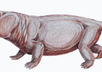 Прорив у науці: скам’яніле яйце змінило уявлення про еволюцію