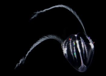 Секрет вічного життя: істота, яка здатна «перезапускати» себе