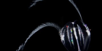 Секрет вічного життя: істота, яка здатна «перезапускати» себе