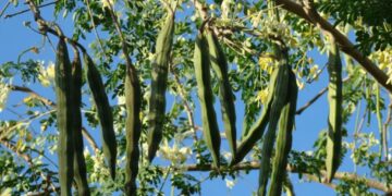 Вчені з’ясували, що насіння моринги здатне видаляти мікропластик із води