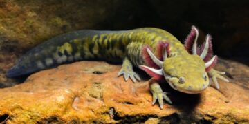 Ген саламандри може відкрити шлях до відновлення людських кінцівок