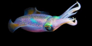 Вчені розгадали загадку еволюції кальмарів за допомогою генетики