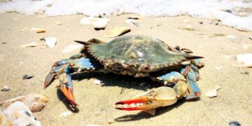 Вчені нарешті мають відповідь, чому краби ходять боком