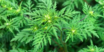 Мільйони з бюджету за неіснуючу роботу: у Києві викрили схему з бур’янами