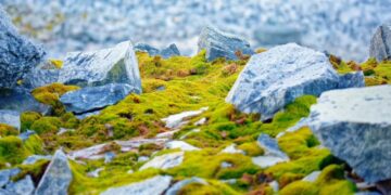 Чи була Антарктида колись зеленою: що кажуть вчені