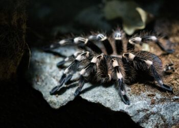 Прокинулися на три місяці раніше: у Дніпропетровській області помітили перших тарантулів
