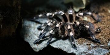 Прокинулися на три місяці раніше: у Дніпропетровській області помітили перших тарантулів