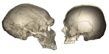 Вчені виявили останнього спільного предка людини і мавп