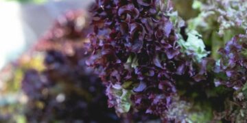 Ярмарки столиці під прицілом: що треба знати відвідувачам цього тижня