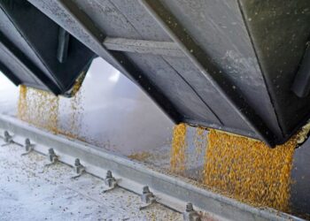 Тисячі тон зерна “сплили” в Ірані й Єгипті: НАБУ викрило масштабну корупційну схему