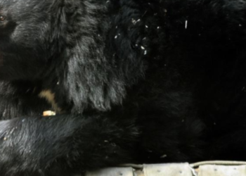 Чорні хижаки-гіганти вийшли на полювання: кого можна побачити в Київзоо, – ФОТО