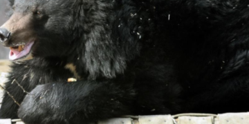 Чорні хижаки-гіганти вийшли на полювання: кого можна побачити в Київзоо, – ФОТО