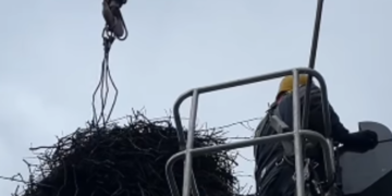 Безпека лелек під загрозою: що сталось на Київщині – ВІДЕО