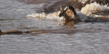 Стрибки на три метри і хованки у воді: в зоопарку Києва показали диких африканських тварин, – ФОТО