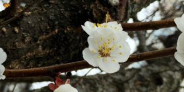 Заморозки чи потепління після Великодня: що прогнозують синоптики Києва